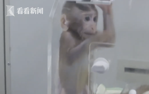 人猴嵌合胚胎的醫(yī)學(xué)突破與倫理挑戰(zhàn)